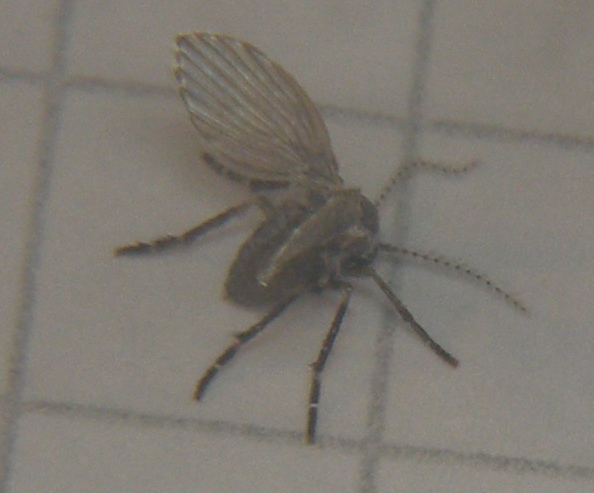 Psychodidae